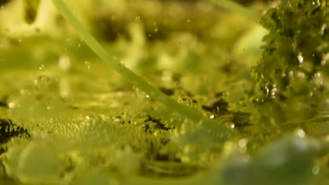 alien-botany-plant-bottom-oozing-with-with-bubbles-and-debris-following-camera-movement-60fps