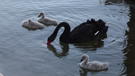 family of swans interacting peacefully on water