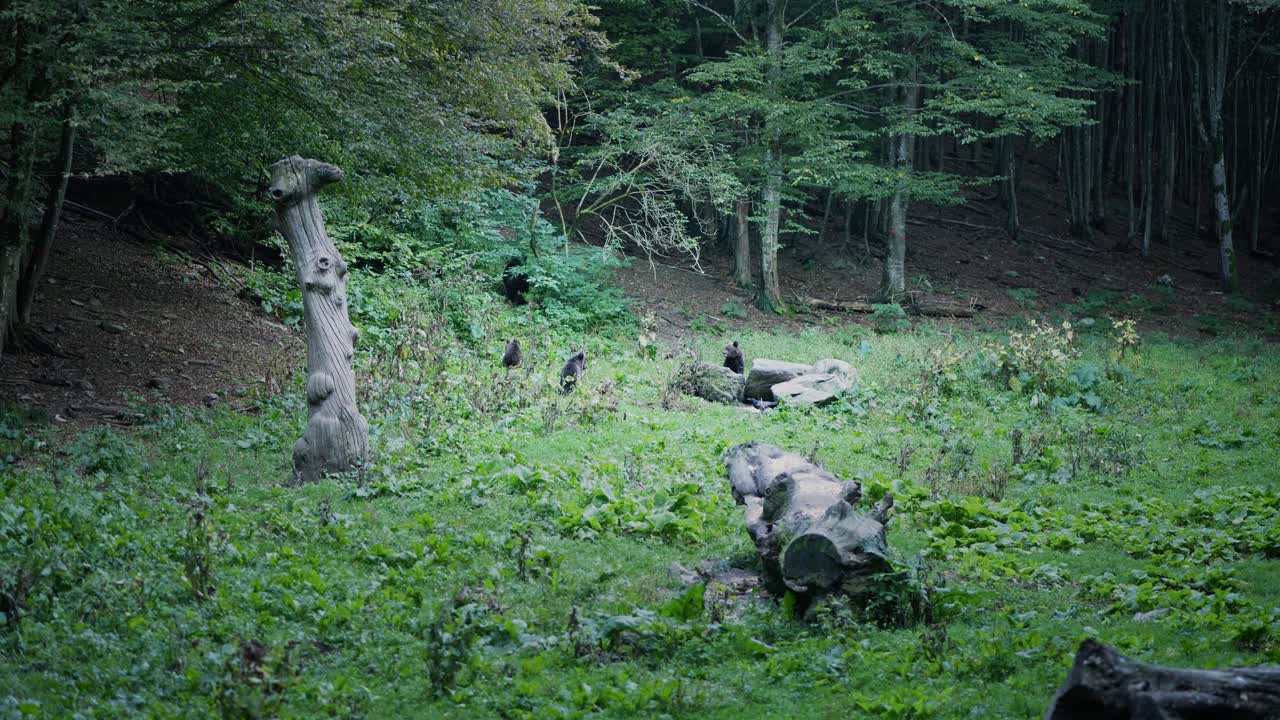 Family of Wild Brown Bears hunting food run into Romanian Forest