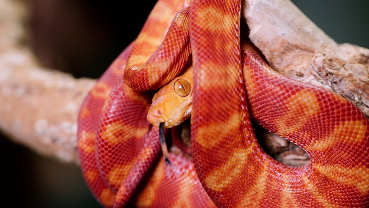 A vibrant orange snake coils around a branch, captured in slow motion, showcasing its detailed scales and graceful movements