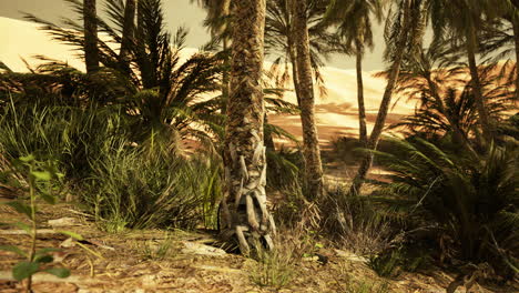 the palms oasis trail is one of many popular hikes in national park