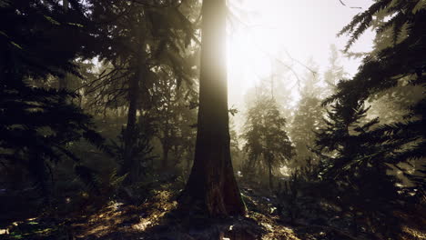 serene forest with sunlight filtering through tall trees at dawn