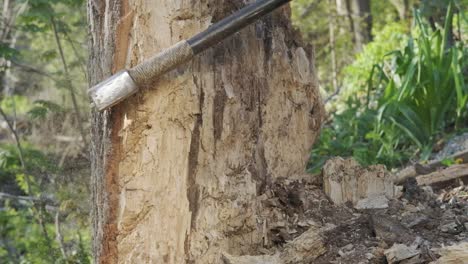 A large tree being chopped at by an axe