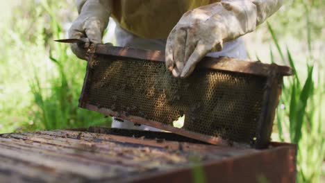 caucasian male beekeeper in protective clothing inspecting honeycomb frame from a beehive