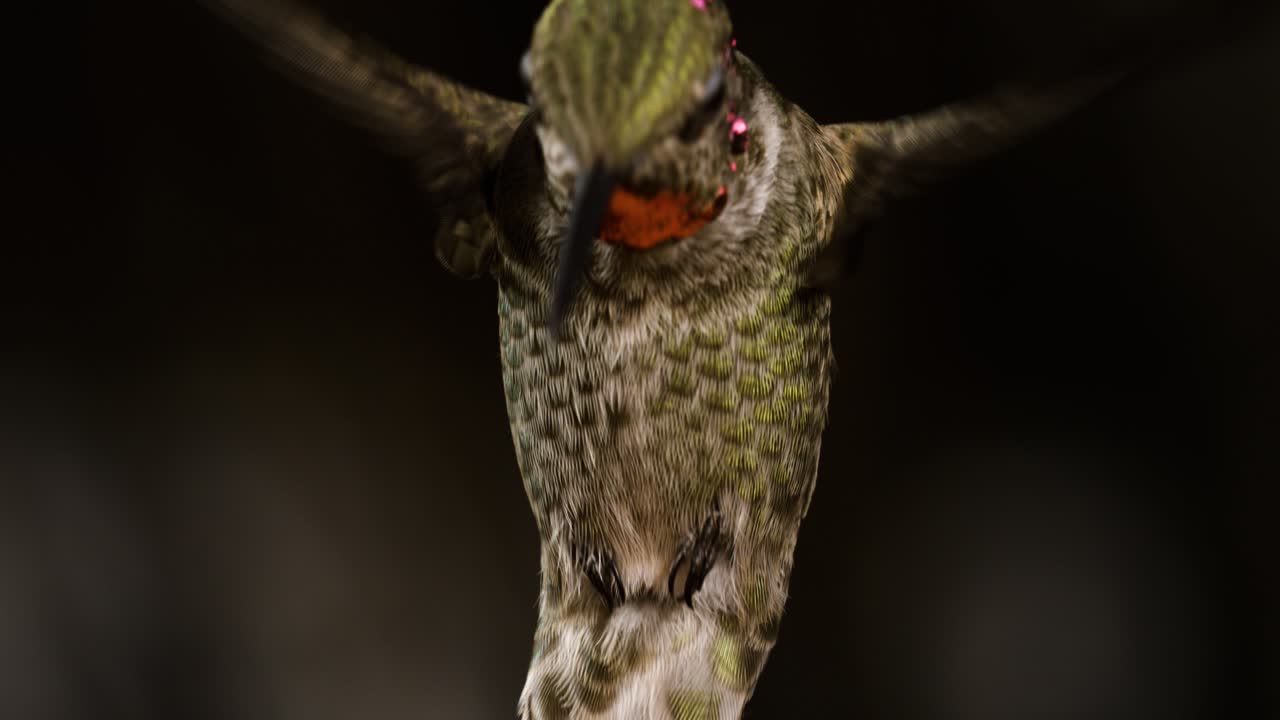 A close-up shot of a hummingbirds wings in slow motion as it drinks from a feeder. Shot at 800 frames per second on the Freefly Ember.