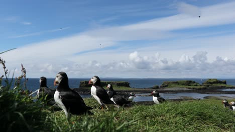 puffin colony on headland, treshnish islands, scotland, wide