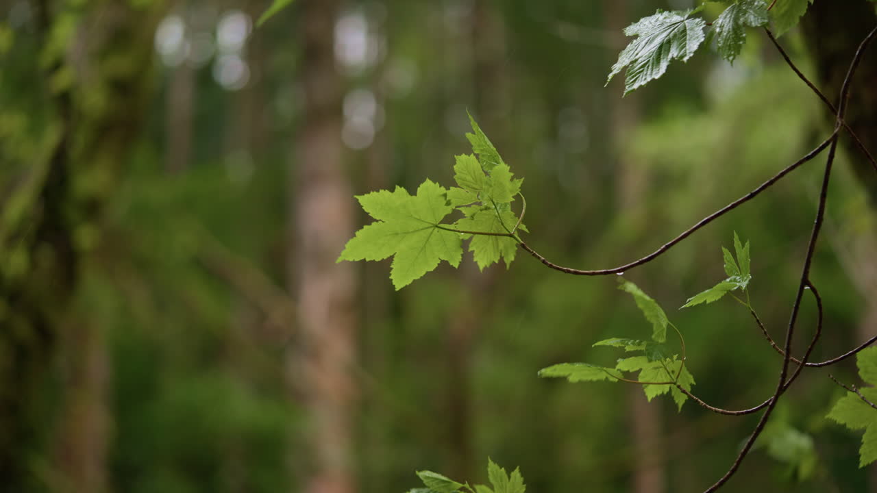 Maple tree leaves in forest, slow motion, close up, green and rainy day