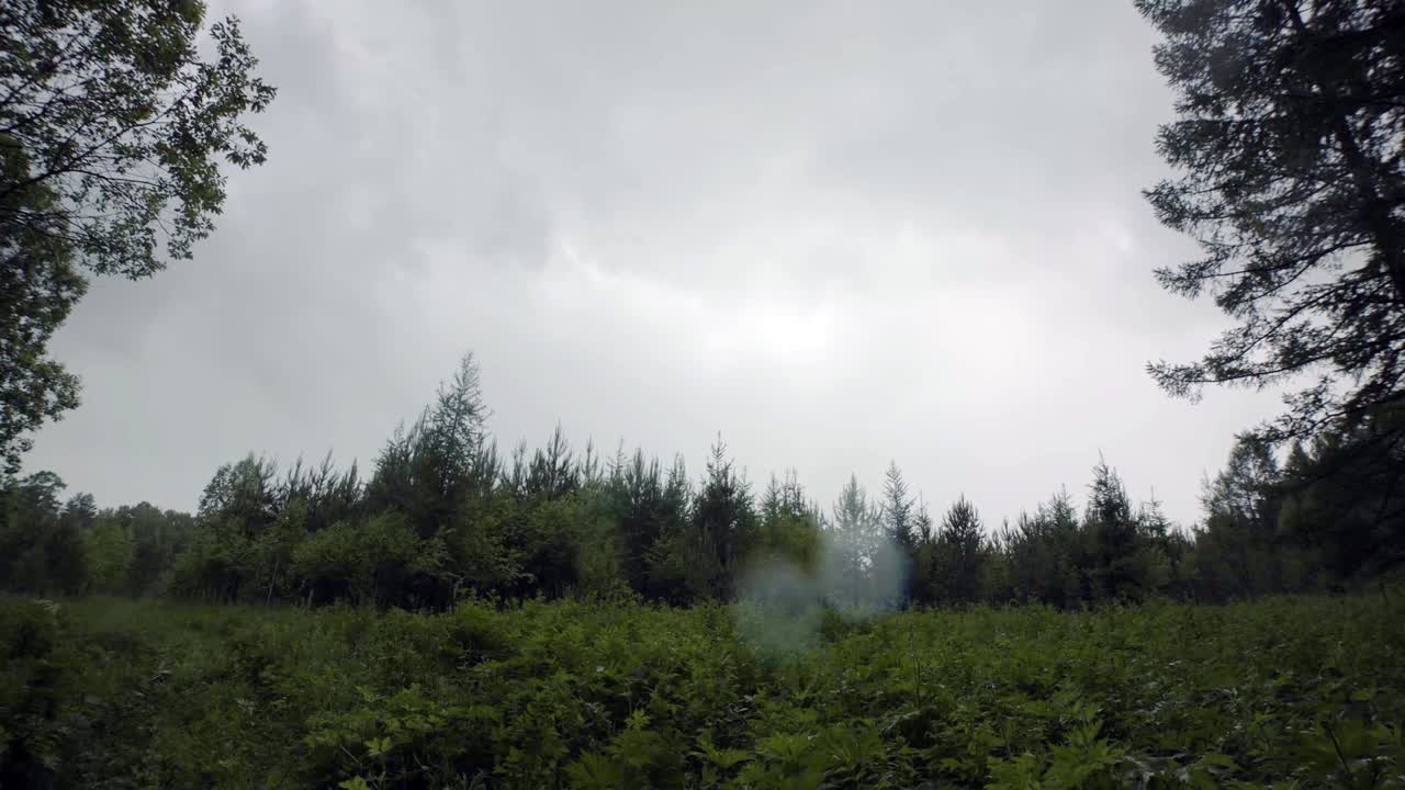 구름 인 숲 풍경