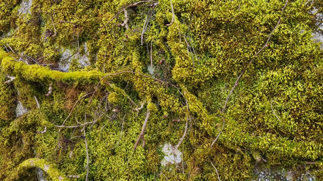 Close-up of a wall overgrown with lush climbing plants and green moss, capturing the intricate textures and quiet beauty of untouched nature