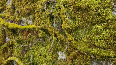 close-up of a wall overgrown with lush climbing plants and green moss, capturing the intricate textures and quiet beauty of untouched nature