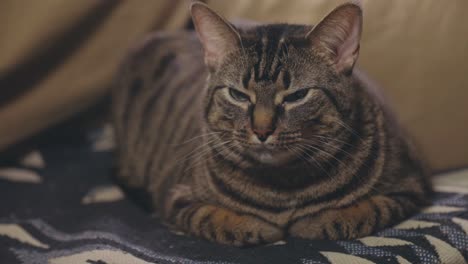 primer plano de un gato atigrado soñoliento sentado en una cama - tiro estático