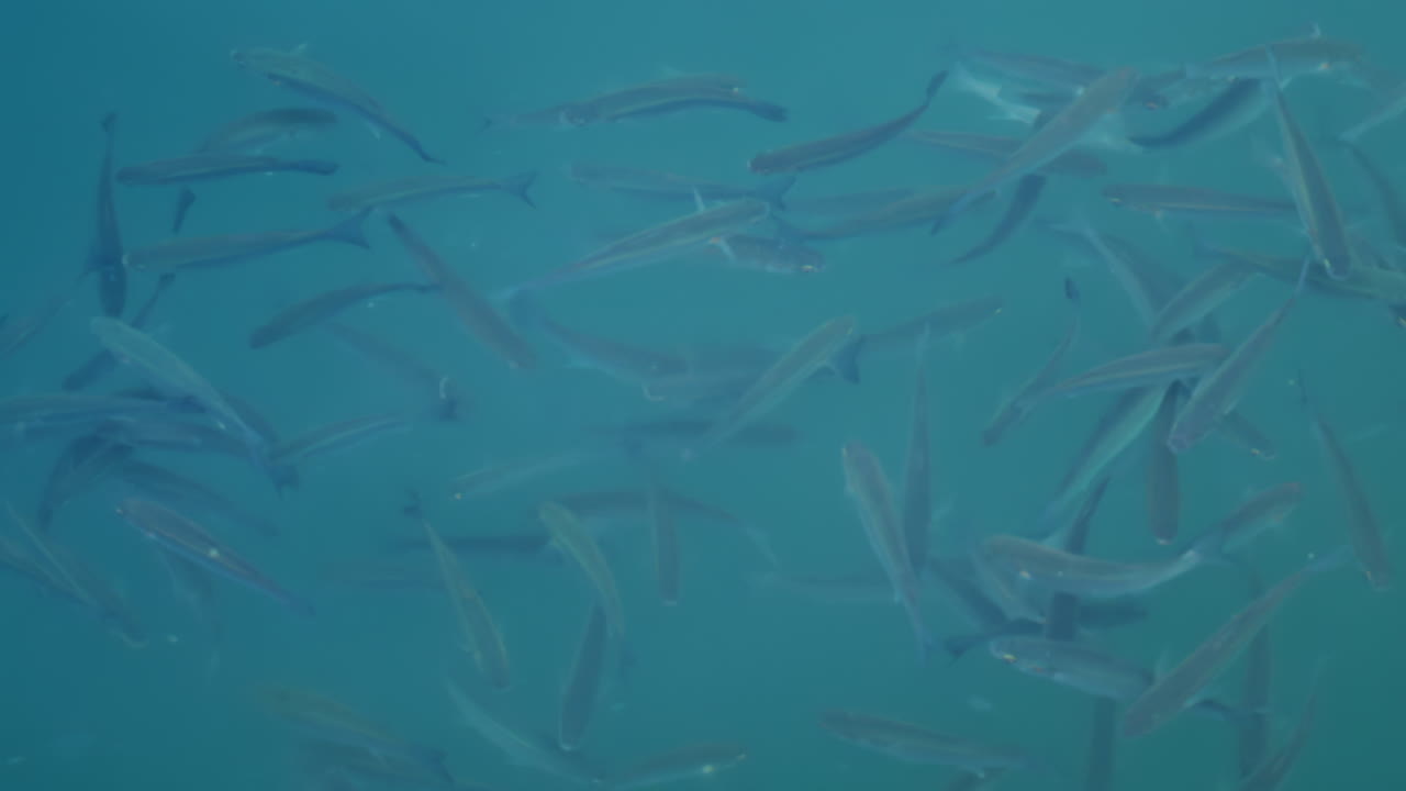 Group of fish swimming gracefully in crystal clear turquoise water