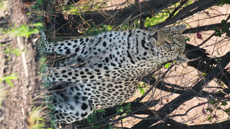 - leopardo africano de aspecto vertical y feroz sentado en el desierto