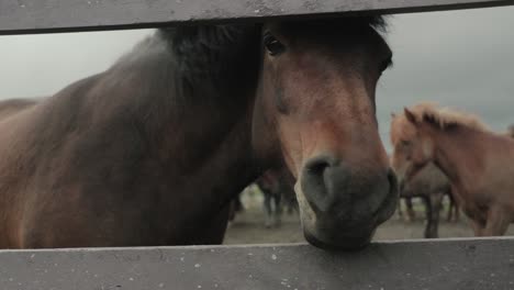 Close-up-of-horse-looking-towards-the-camera-through-a-fence-in-Iceland