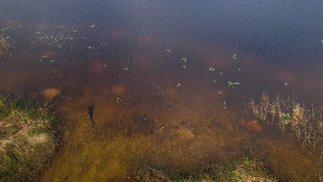 Alligator,-Der-Im-Fluss-Wartet,-Fliegt-Zurück-Und-Neigt-Sich-Nach-Oben,-Um-Die-Landschaft-Freizulegen