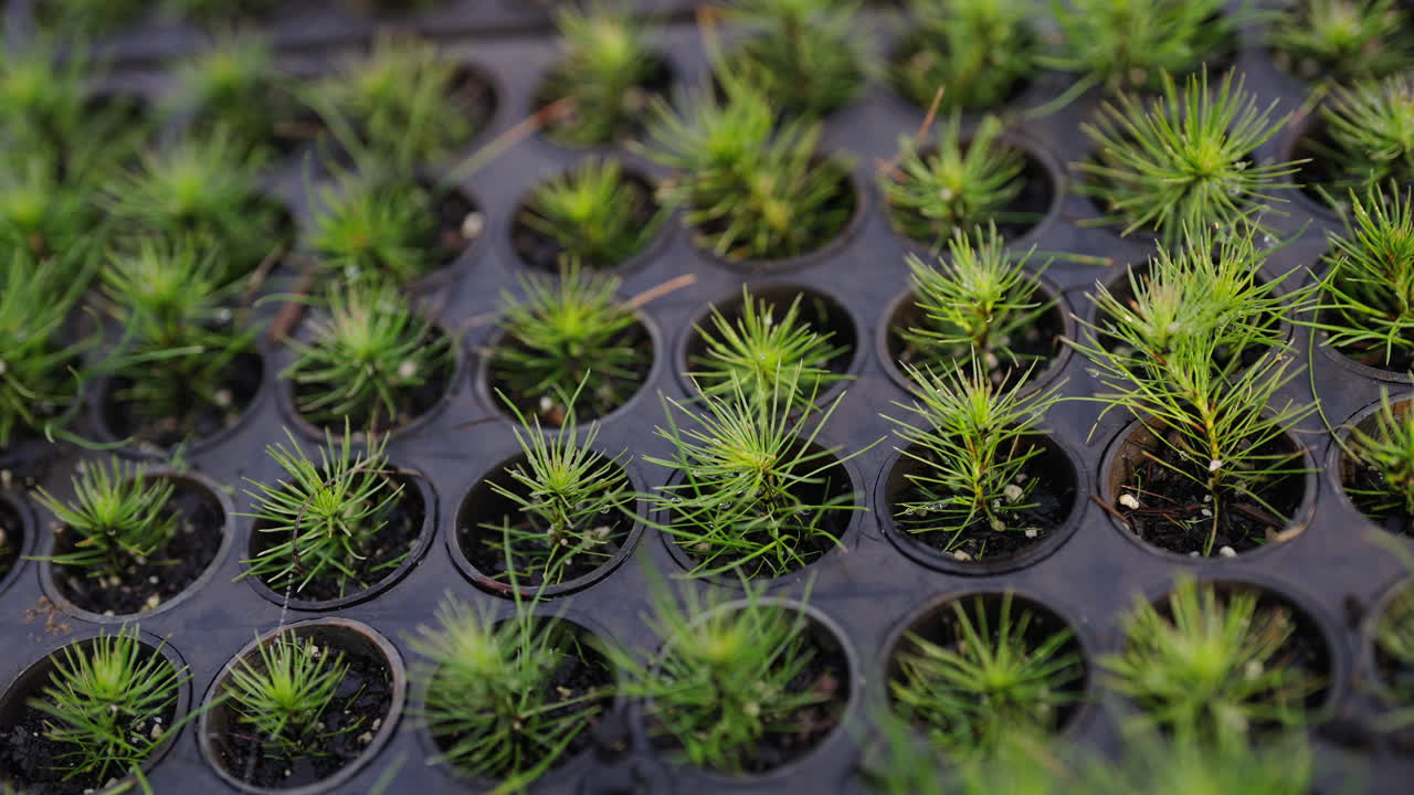 Rows of young seedlings growing in a greenhouse tray, showcasing vibrant green sprouts, concepts of agriculture, sustainability, and growth in controlled environments, slow motion shot
