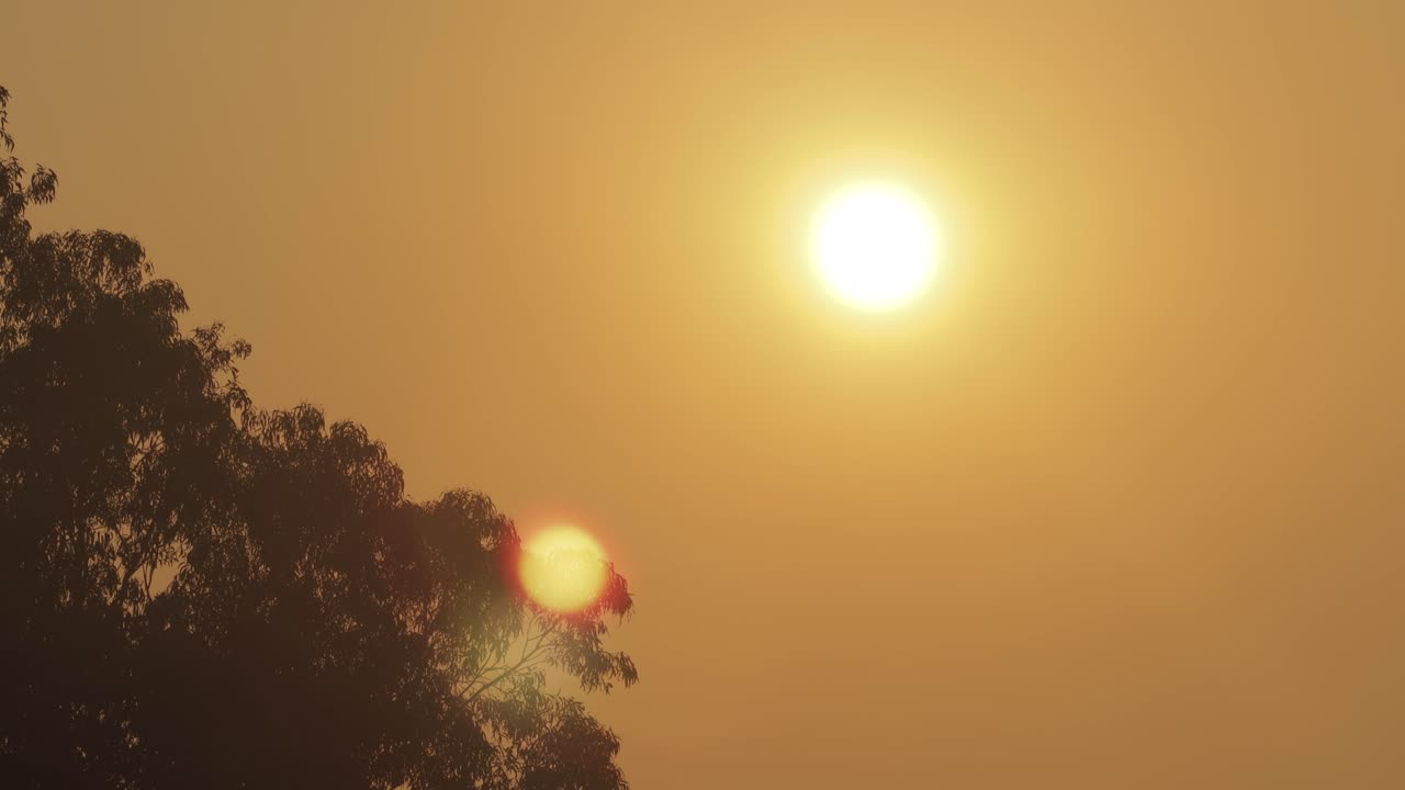 Sunrise Over Big Gum Tree Big Orange Sun Clear Hazey Timelapse Australia Victoria Gippsland Maffra