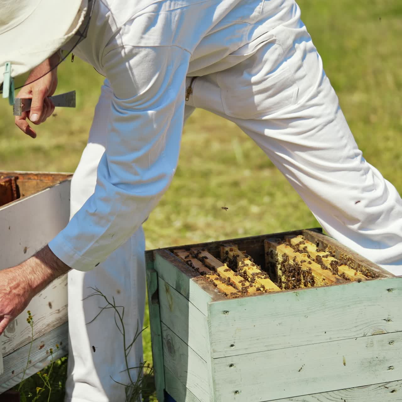 Beekeeper checking bees in a hive. Bee worker in white protective suit working on the apiary in summer time. Many bees flying