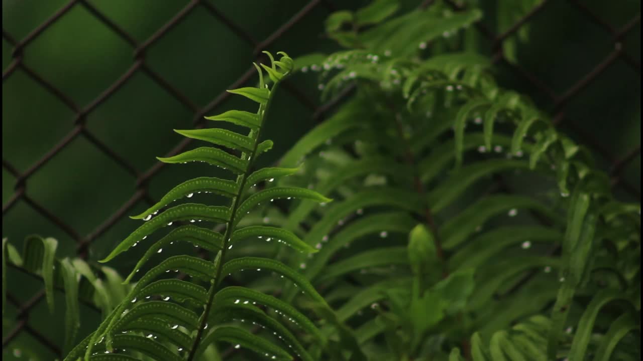 папоротник с поцелуем росы