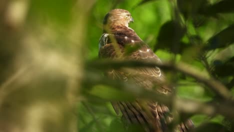 Hawk-in-tree-waiting-for-pray-UHD-MP4-4k