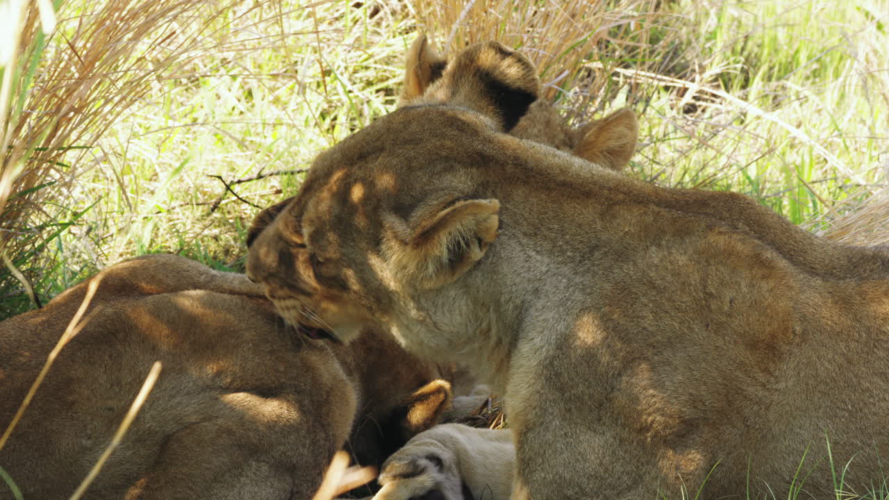 drie jonge leeuwen onbeweeglijk liggend in hoog gras en de een likt de andere leeuw in het moremi game reserve, botswana