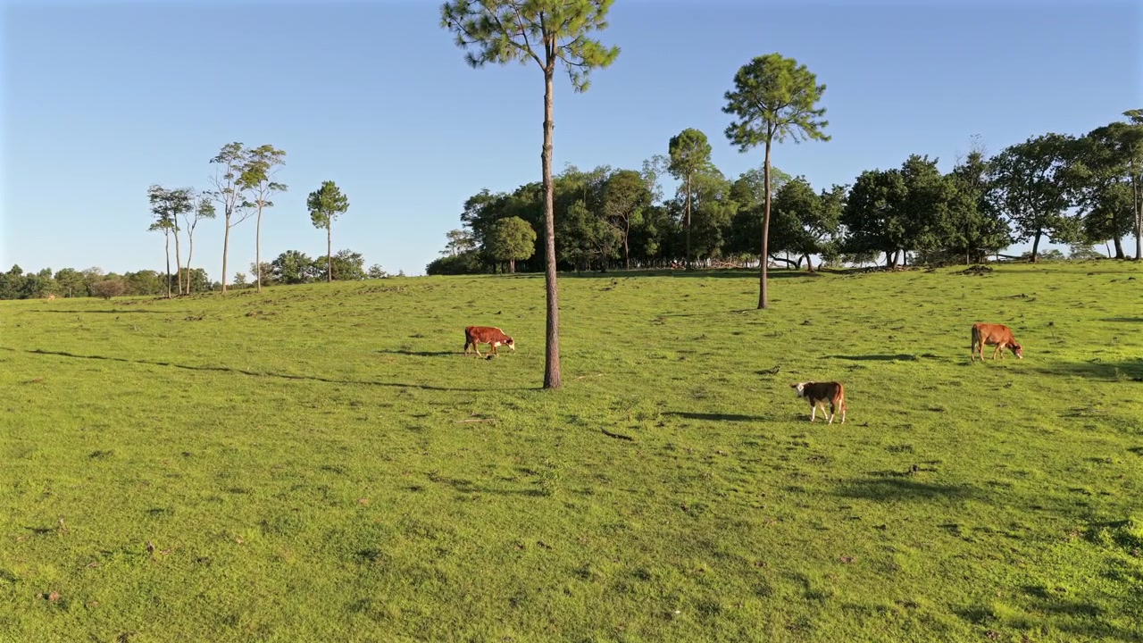 Vacas pastam pacificamente em um pasto amplo e aberto com árvores espalhadas sob um céu azul claro. Adequado para conteúdo agrícola ou de estilo de vida rural.