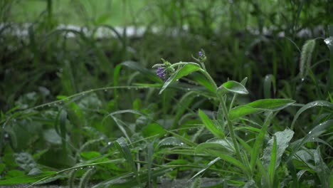 flor morada bajo la lluvia
