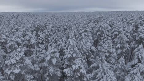 snow covered coniferous forest during snowy winter-2