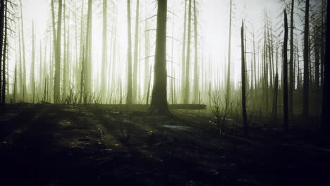 misty forest landscape capturing the remains of a fire in early morning light