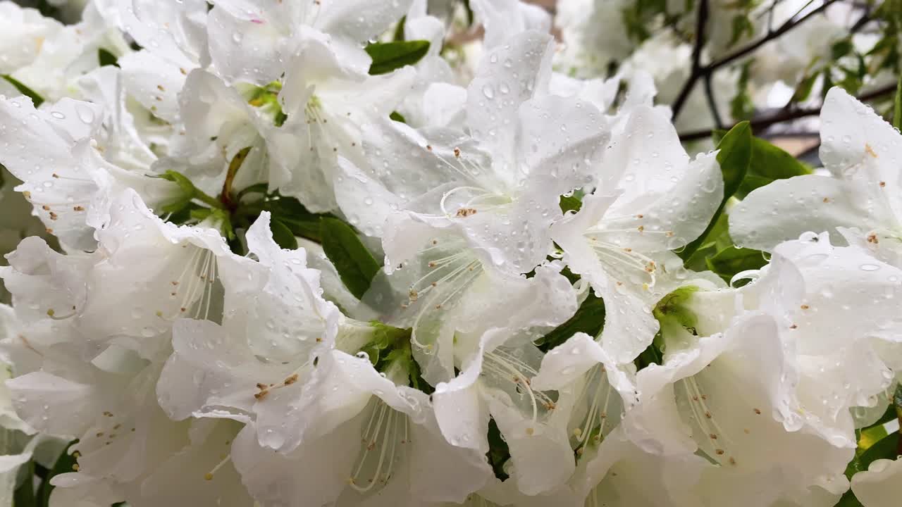 요코하마 최고의 전망