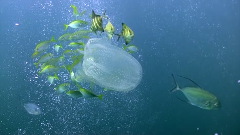 box jellyfish with small fish 3-1