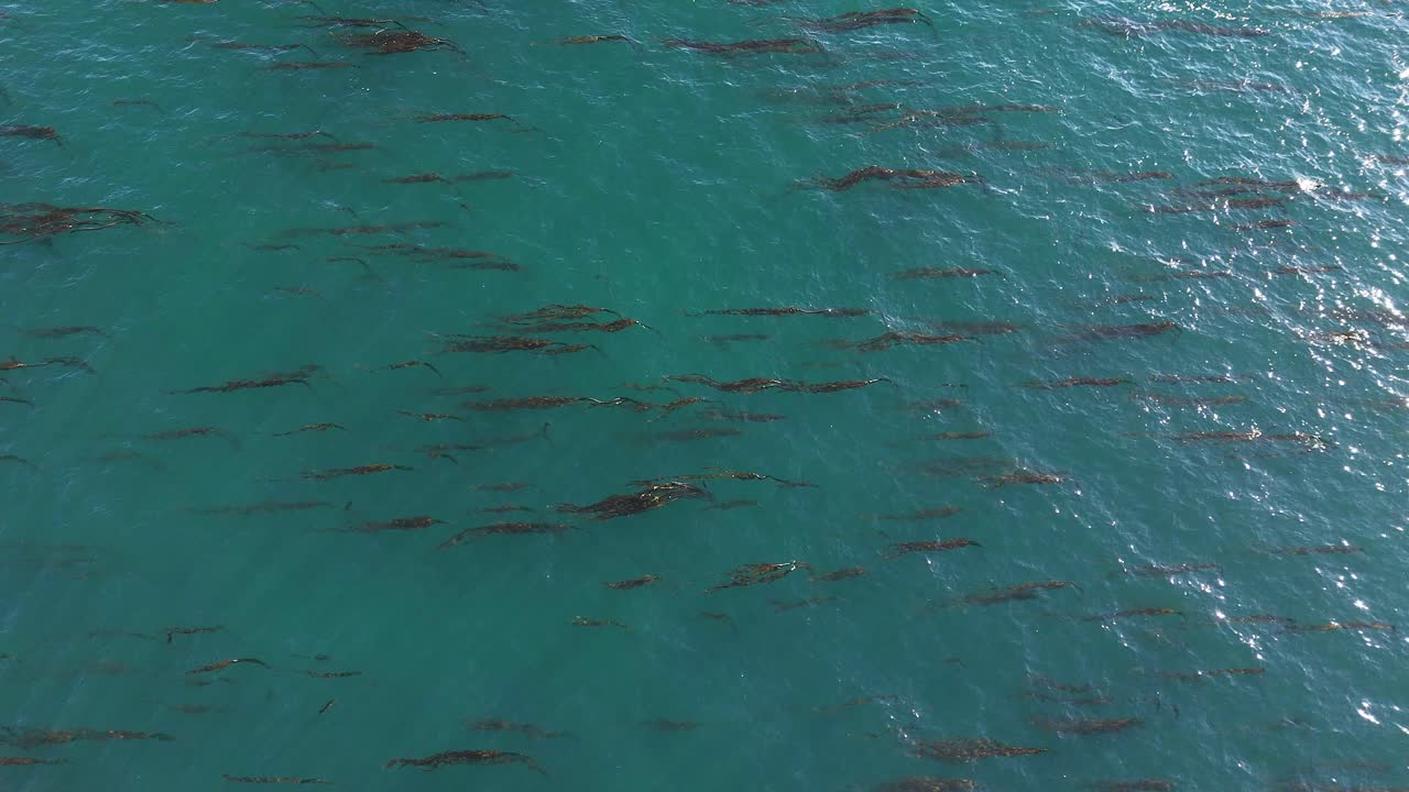 Bird eye view of a patch of kelp forest in the Pacific Northwest in Canada.