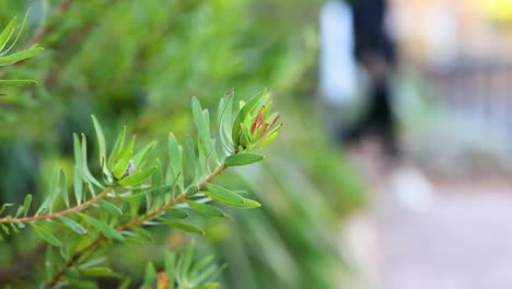 close-up of leaf with blurred background