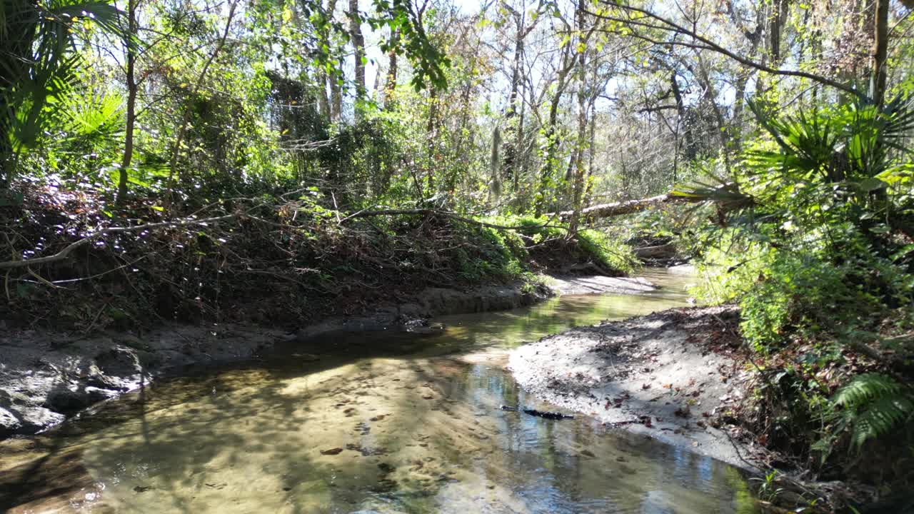 Vídeo de dron de un arroyo cerca del suelo en Gainesville, Florida, en un entorno de bosque natural.