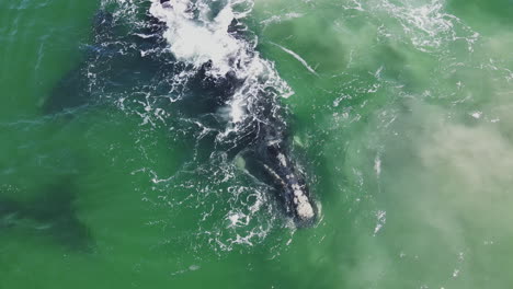 Ballenas-Agitan-Agua-Durante-La-Cópula,-Agregación-De-Apareamiento-De-La-Derecha-Austral,-Dron