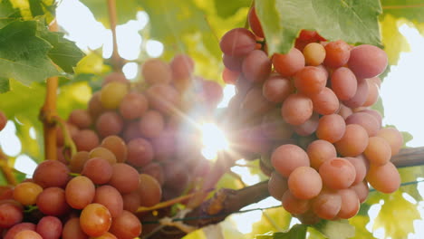 los rayos del sol brillan a través de los jugosos racimos de uvas maduras