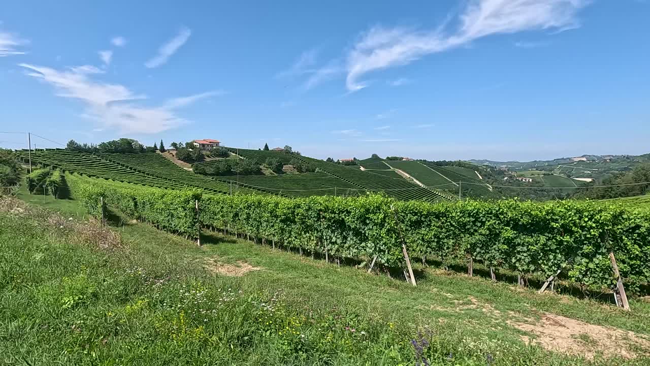 Paesaggio di vigneti lussureggianti sotto un cielo blu limpido