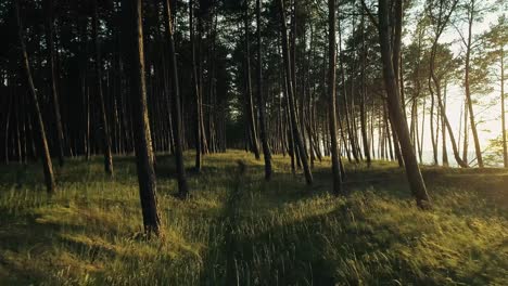 Undergrowth-illuminated-by-sunlight.-Drone-perspective-forward-shot