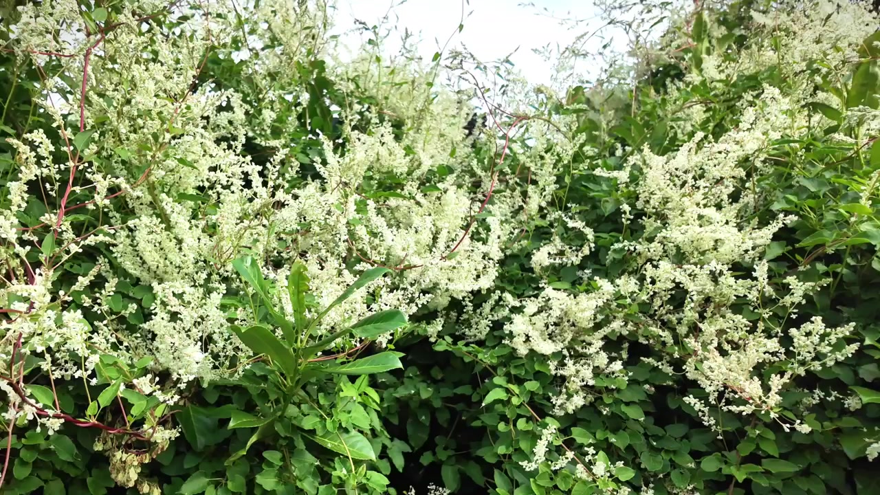Polygonum aubertii in piena fioritura che mostra quanto può diventare grande
