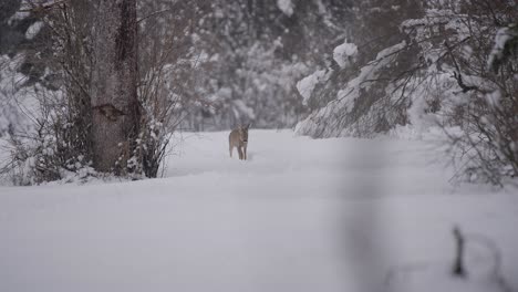 Ciervos-Salvajes-Caminando-En-La-Naturaleza-Capturados-En-Un-Bioma-De-Nieve-En-Cámara-Lenta