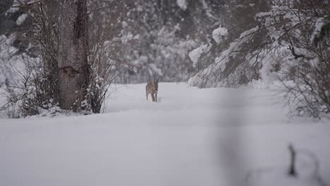 wild deer walking in nature captured in a snow biome in slow motion