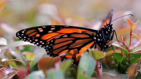 Monarch-Butterfly-resting-peacefully-on-hedge---macro-close-up-with-bokeh-backdrop---4K,-59