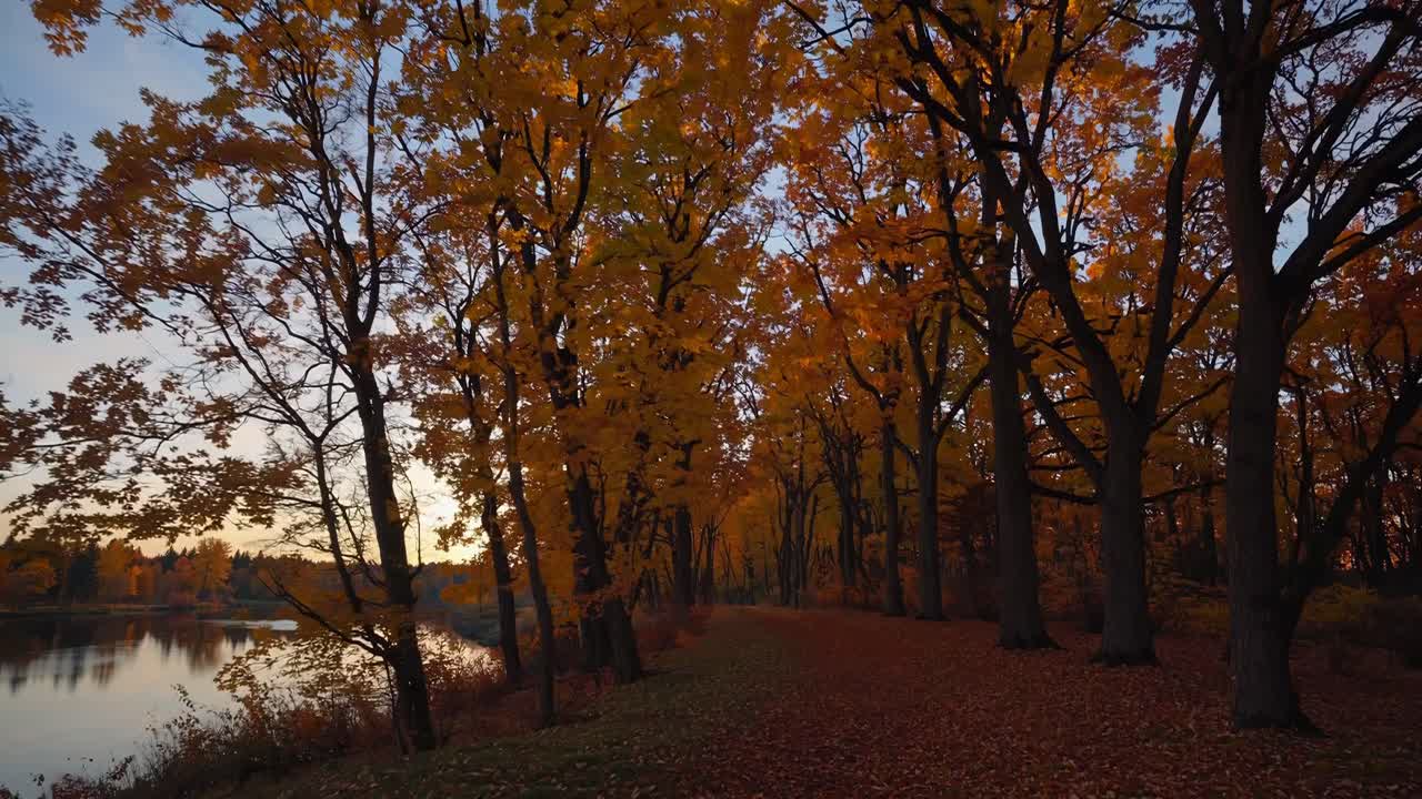 A serene autumn forest video with a low-angle view, capturing vibrant orange leaves and a tranquil