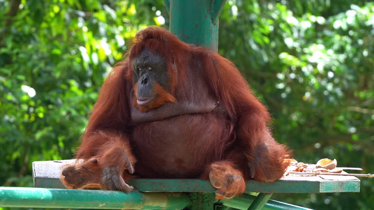 Orangutan Sitting in a Zoo Enclosure