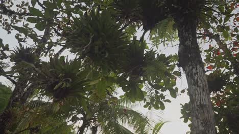 epiphytes-plants-growing-on-tree-branches-in-the-jungle