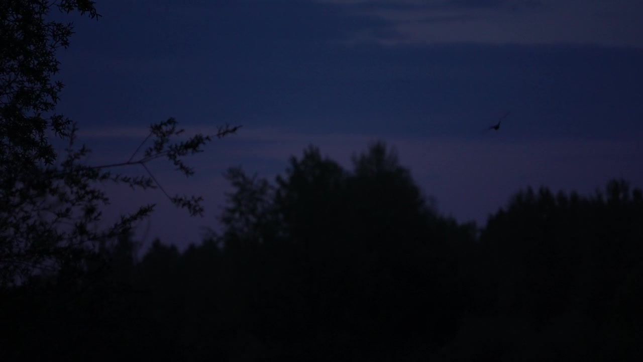 Un pipistrello si libra al rallentatore al crepuscolo, planando dall'alto a destra verso il centro, per poi svanire tra le cime scure degli alberi sotto un cielo crepuscolare suggestivo.