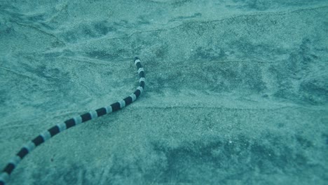myrichthys colubrinus - anguila serpiente anillada, anguila serpiente anillada nada cerca del fondo arenoso buscando comida, cámara lenta
