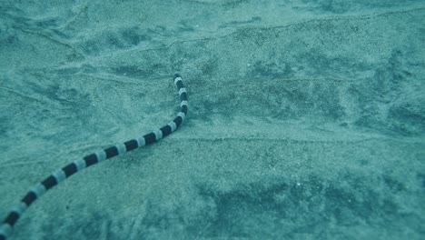 myrichthys colubrinus - banded snake eel, ringed snake eel swims close to the sandy bottom foraging for food, slow motion