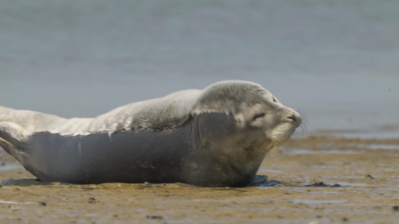 멸종 위기종 카스피해바다표범