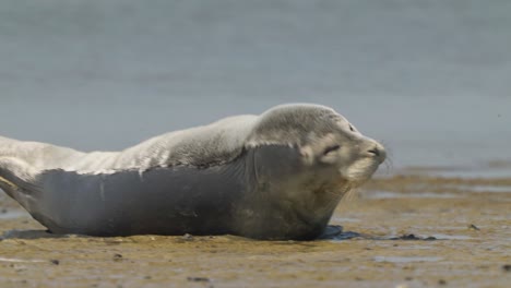 Foca-Del-Caspio-Especie-En-Peligro-De-Extincion